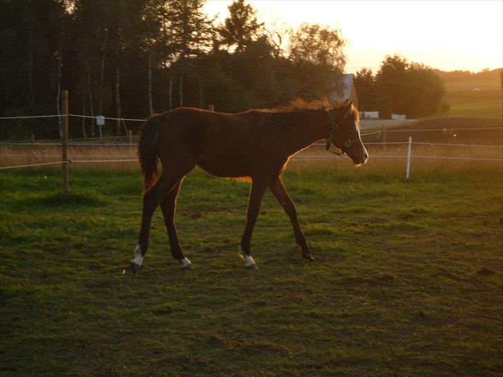 Welsh Partbred (Sec F) Holstegårds Walde billede 3
