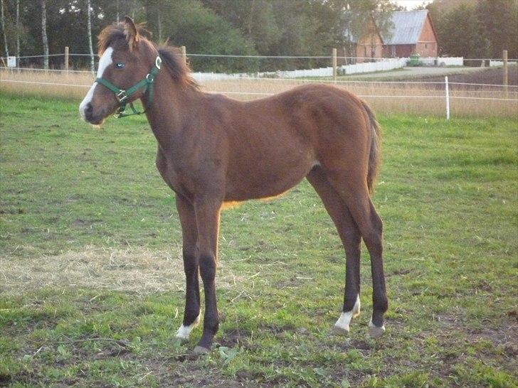 Welsh Partbred (Sec F) Holstegårds Walde - <3 billede 4