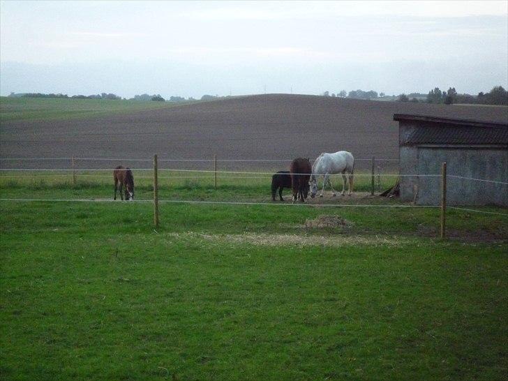 Welsh Partbred (Sec F) Holstegårds Walde - Han er lidt udstødt fra "gruppen", den bette mand :/ Men det bliver bedre og bedre med dem alle sammen.. billede 5