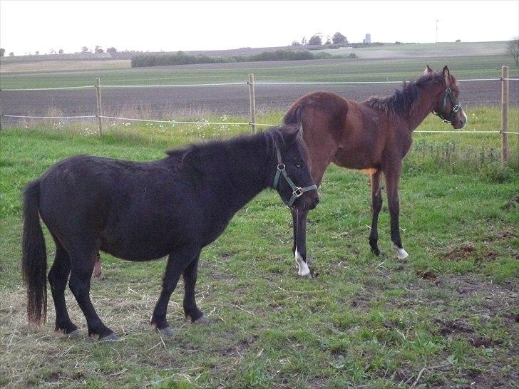 Welsh Partbred (Sec F) Holstegårds Walde - Toby og Valle :)  billede 6