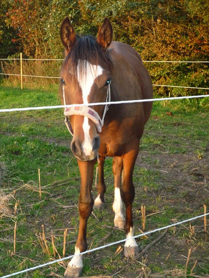 DSP Pour Prestige billede 9