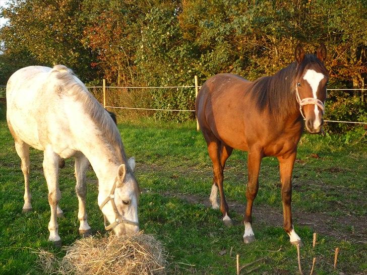 DSP Pour Prestige - Sommeren 2010 billede 10