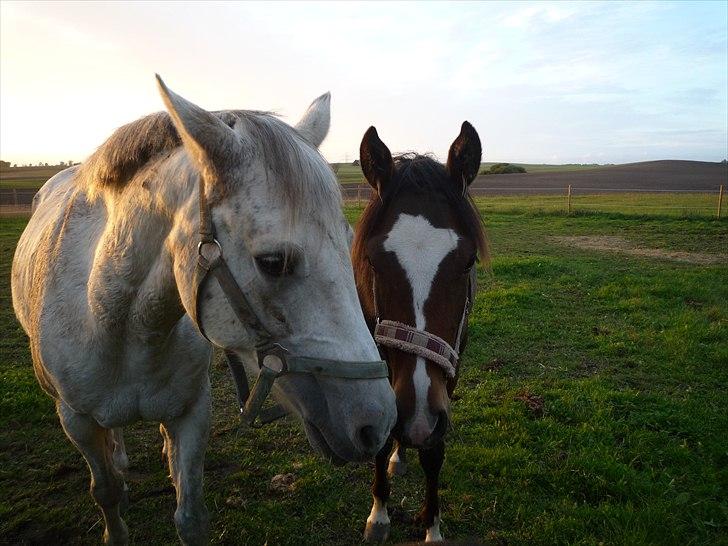 DSP Pour Prestige - W og Prestige <3 billede 11