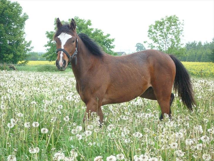 DSP Pour Prestige - Som 1-års  billede 12