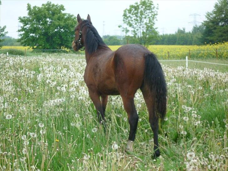 DSP Pour Prestige - Prestige lækker mås ;) billede 13