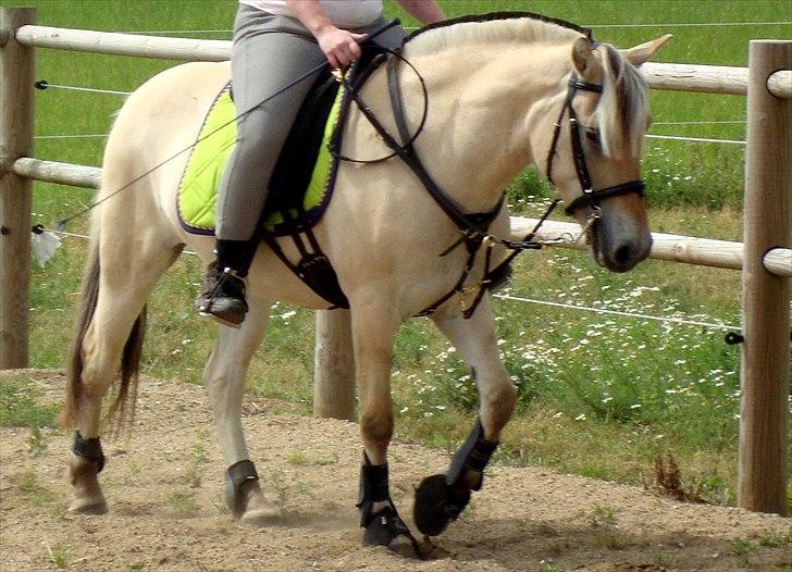 Fjordhest # Capaja # - 19-07-2010   En af de første gange Capaja går på ridebane. billede 3