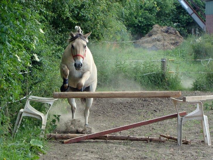 Fjordhest # Capaja # - 06-07-2010 billede 5