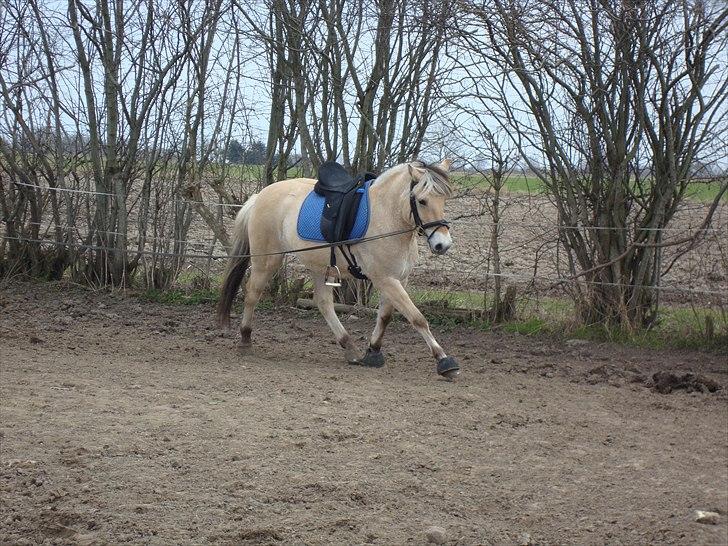 Fjordhest # Capaja # - 11-04-2010 Tilridning billede 8