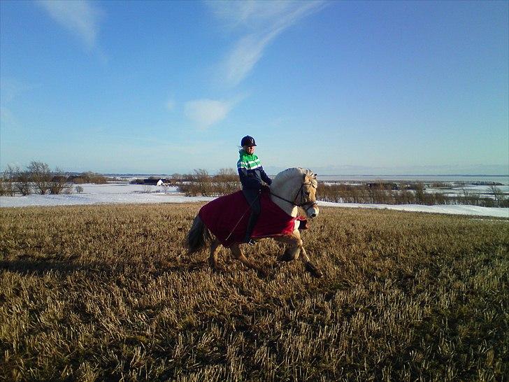 Fjordhest Taco (L)  R.i.p - 15. marts 2010 billede 10