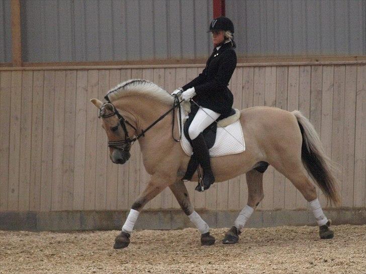 Fjordhest Taco (L)  R.i.p - stævne i nmrc  billede 14