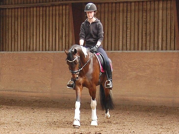 Anden særlig race Penny - Vi skal nok blive go´e os to, Penny-ponny billede 4