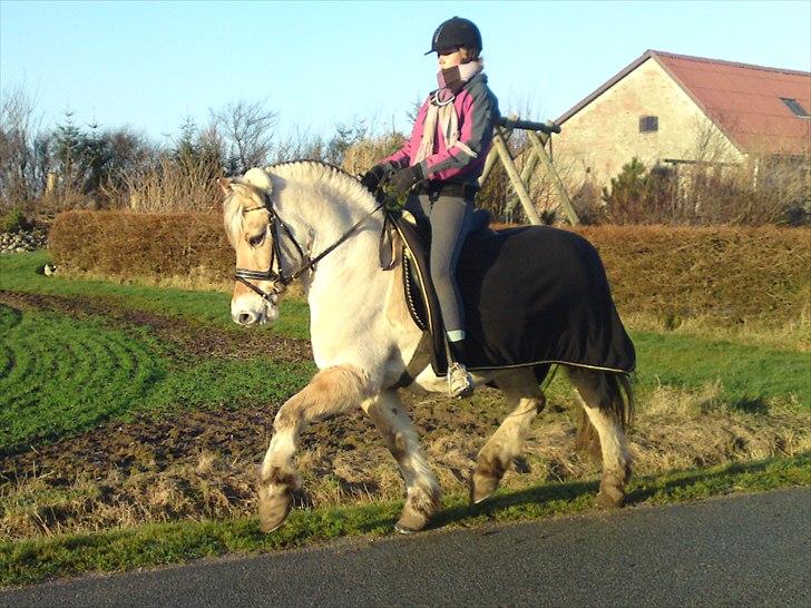 Fjordhest Taco (L)  R.i.p - 25. december 2008 billede 16