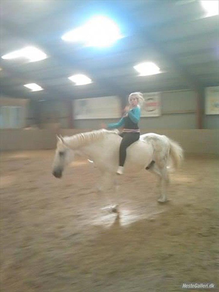 Anden særlig race Filur*Gl.Part*:'/(himmelhest) billede 14