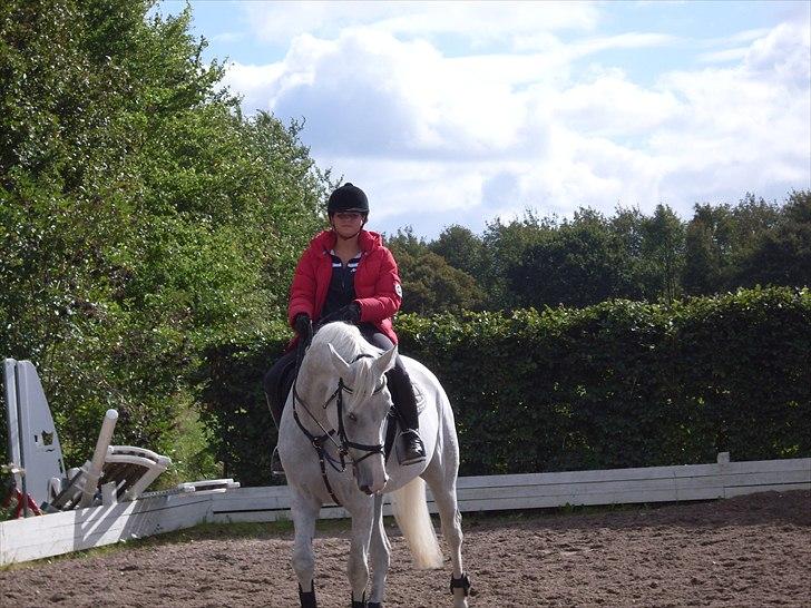 Tysk Oldenburger Certina   billede 17