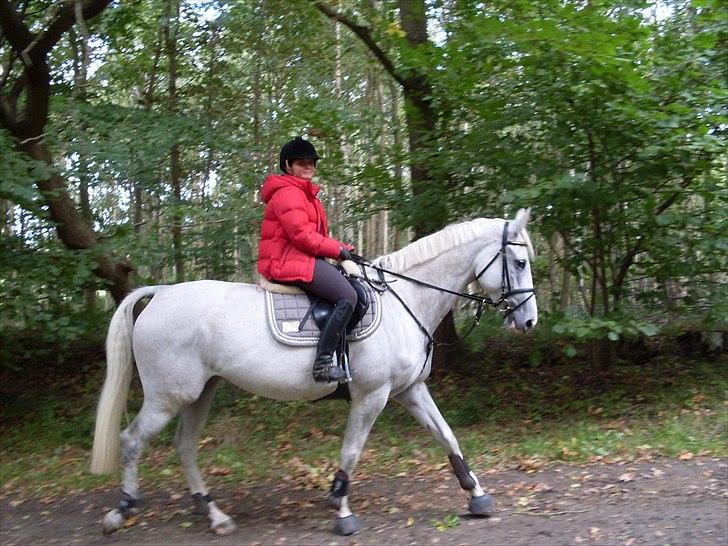 Tysk Oldenburger Certina   billede 18