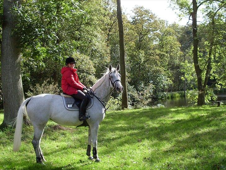 Tysk Oldenburger Certina   billede 19