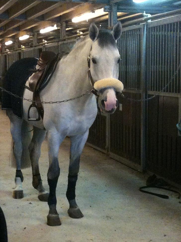 Holstener Carnudo billede 15