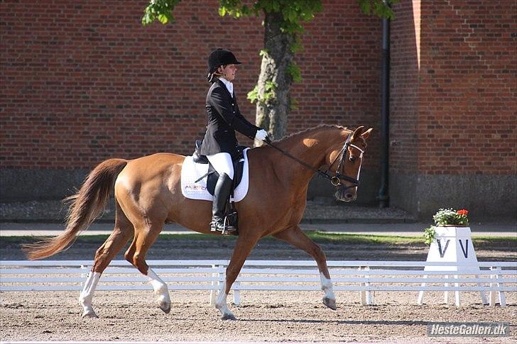 Dansk Varmblod Charmeur  billede 17