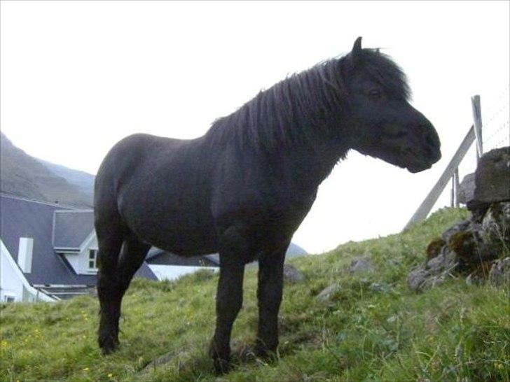 Færøsk hest Tóki [Haft i pleje] - Sommer 2008 billede 1