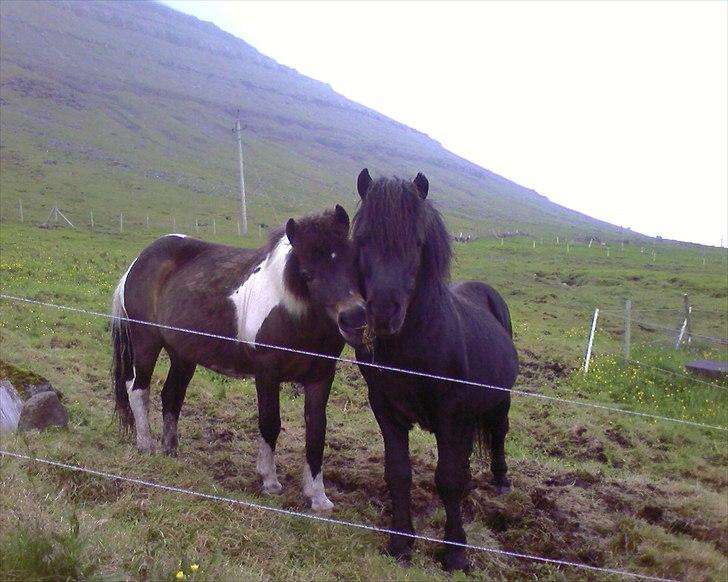 Færøsk hest Tóki [Haft i pleje] - Blanka meget forelsket (; | Sommer 2008 billede 4