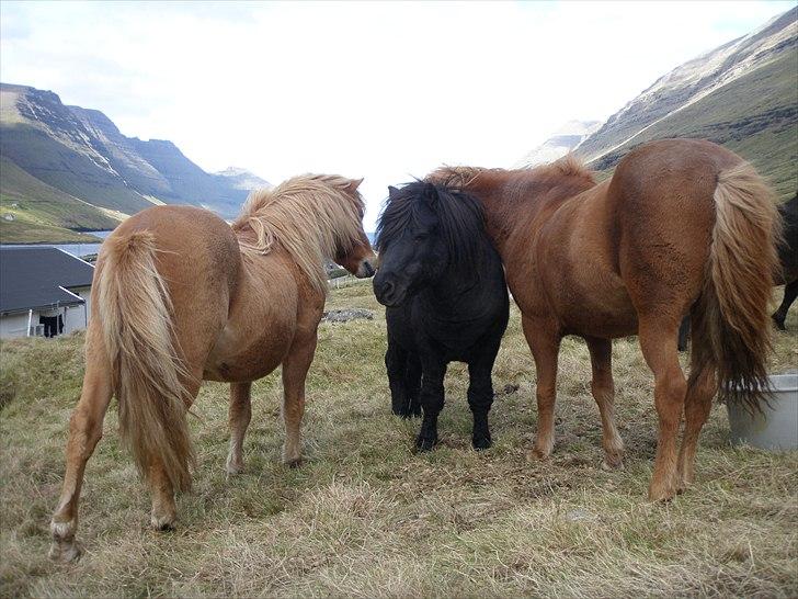 Færøsk hest Tóki [Haft i pleje] - Ljósi, Tóki og Freyr | 27-09-2010 billede 5