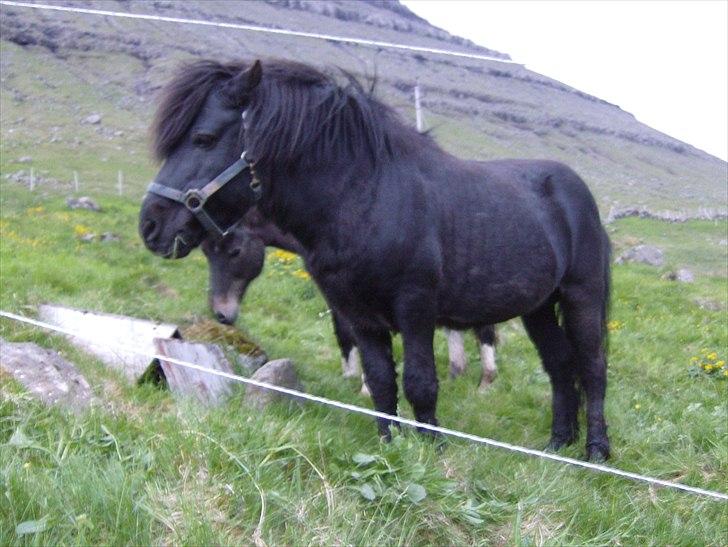 Færøsk hest Tóki [Haft i pleje] - Sommer 2008 billede 6