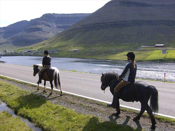 Færøsk hest Tóki [Haft i pleje] - Følger efter damen =) | Sommer 2010 billede 7