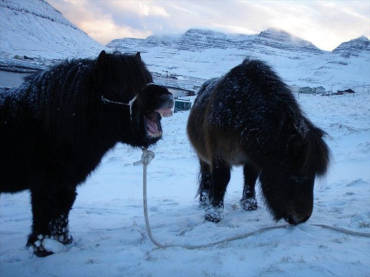 Færøsk hest Tóki [Haft i pleje] - Gaaab :D (og Líggjas vil gerne hjælpe til med at trække Tóki hehe) | 06-01-2011 billede 8