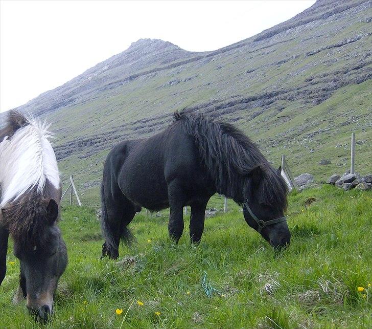 Færøsk hest Tóki [Haft i pleje] - Sommer 2008 billede 9