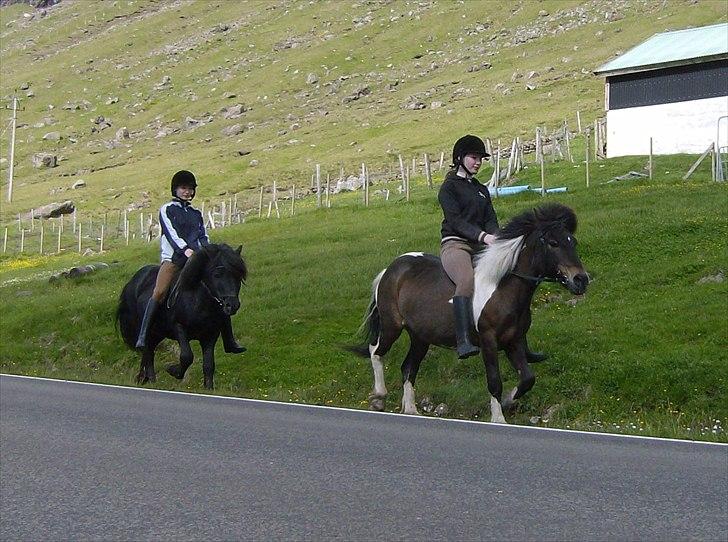 Færøsk hest Tóki [Haft i pleje] - Sommer 2008 billede 10