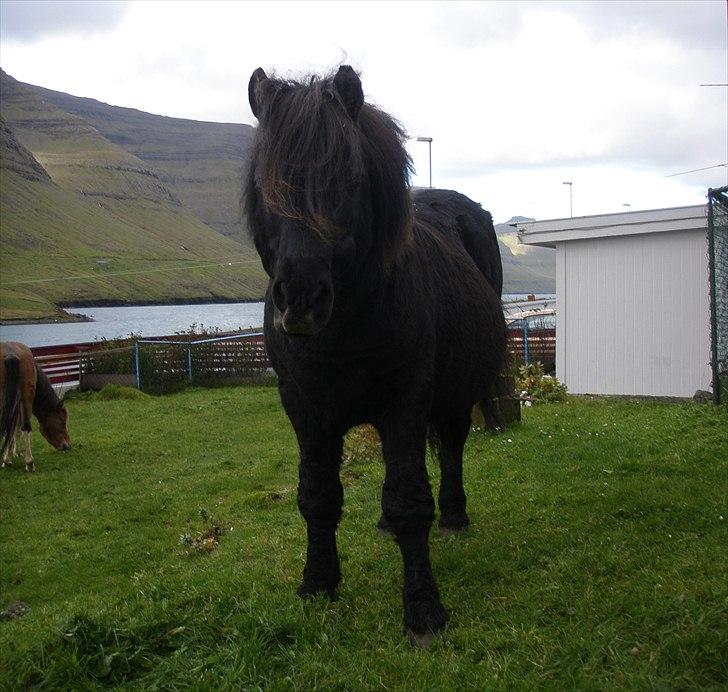 Færøsk hest Tóki [Haft i pleje] - Tóki i vores have (: | 20-09-2010 billede 11