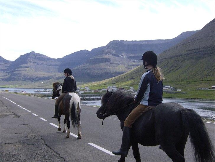 Færøsk hest Tóki [Haft i pleje] - Sommer 2008 billede 13