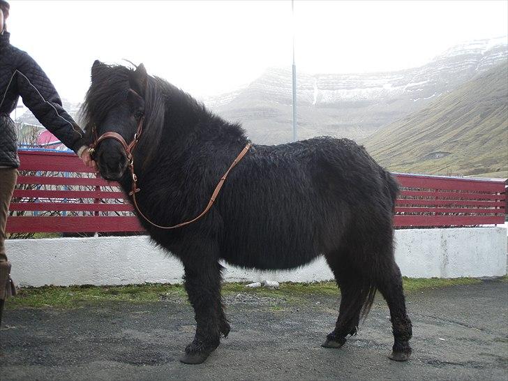Færøsk hest Tóki [Haft i pleje] - <3 | 25-02-2011 billede 14