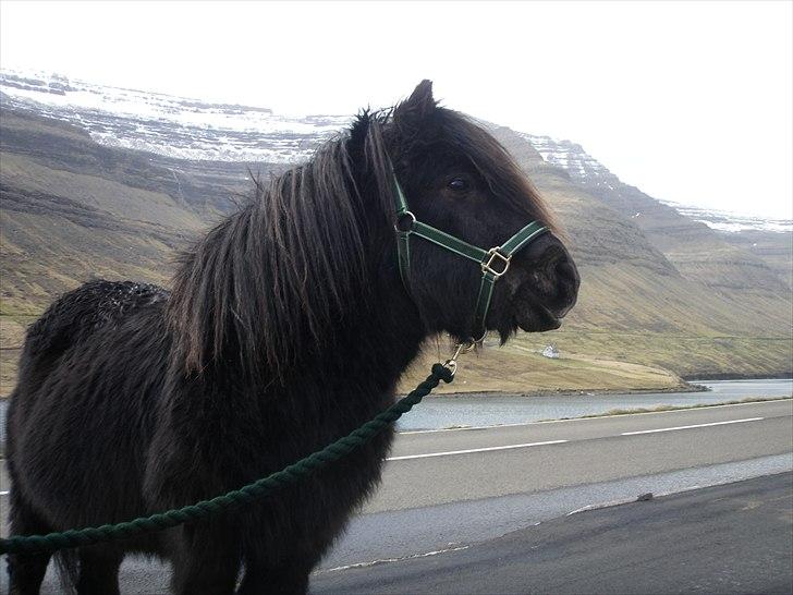 Færøsk hest Tóki [Haft i pleje] - :)  | 25-02-2011 billede 15