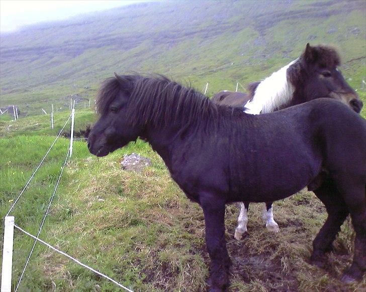 Færøsk hest Tóki [Haft i pleje] - Sommer 2008 billede 16