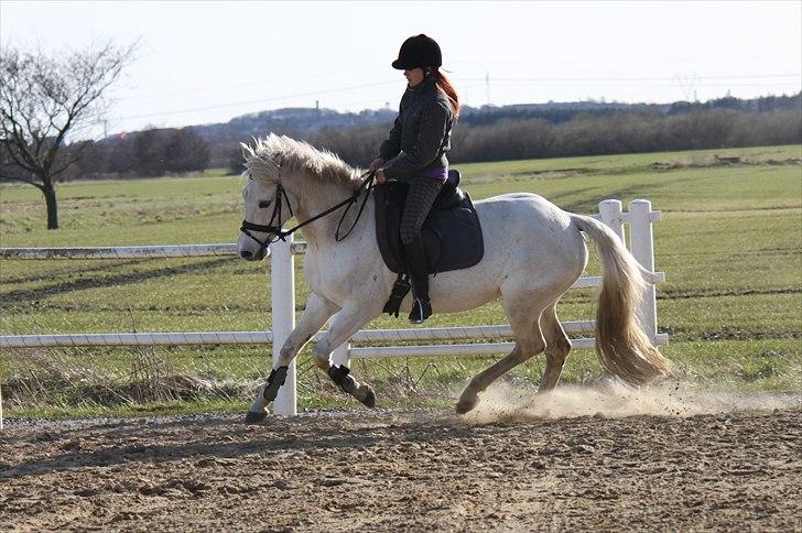 New Forest Nyskoven's Bellis, ridder - ©NB© billede 8