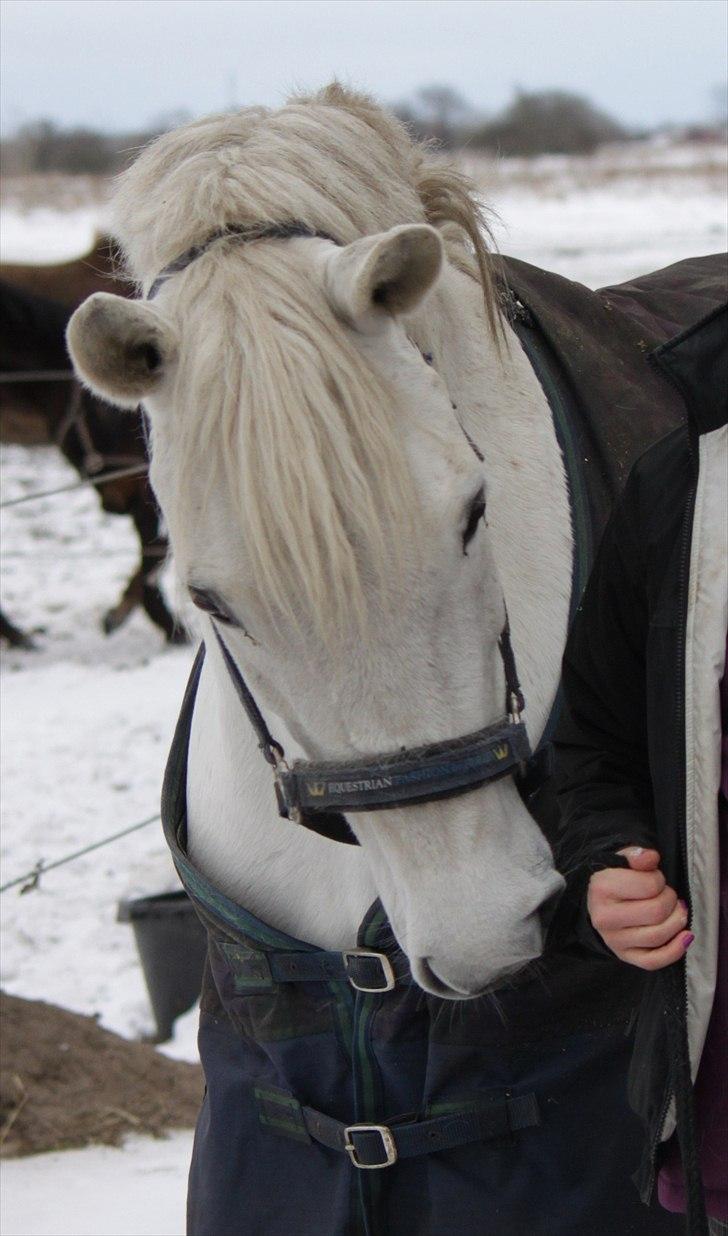 New Forest Nyskoven's Bellis, ridder - ©NB© billede 13