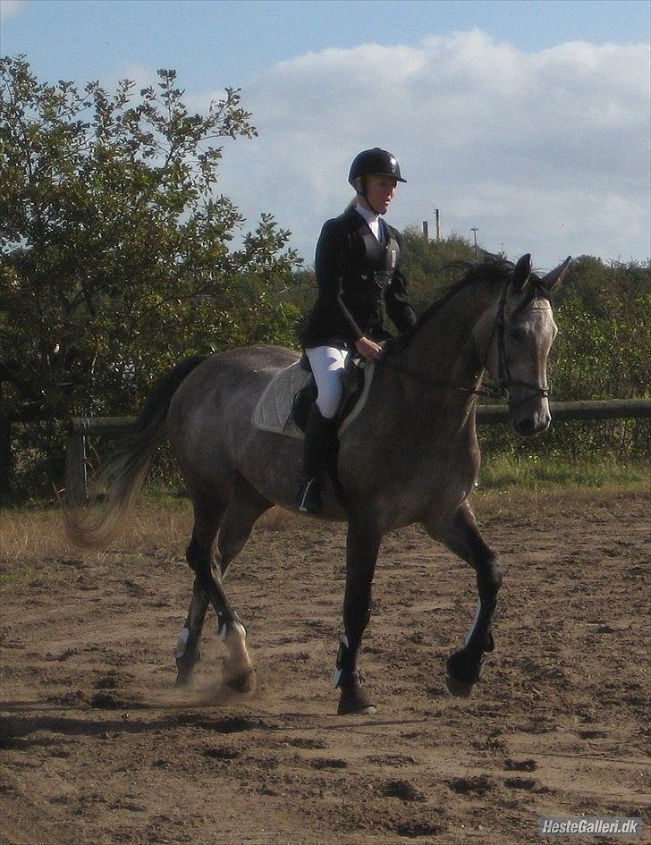 Holstener Charatu. - Han er så fin! <3 billede 7