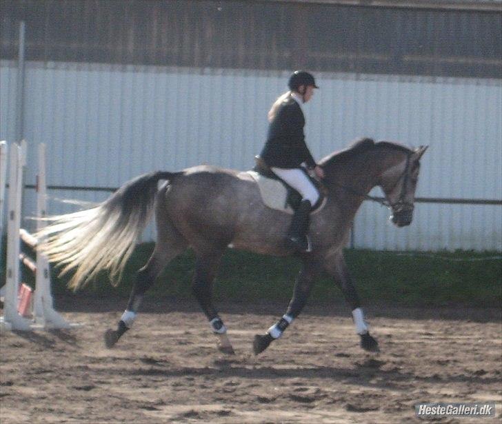 Holstener Charatu. - :) billede 8