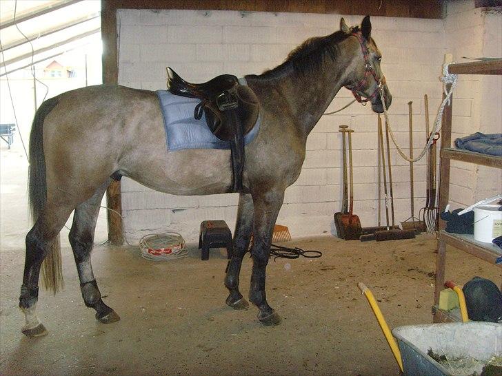 Holstener Charatu. - efter en ridetur lige da jeg var begyndt at ride ham :) billede 9