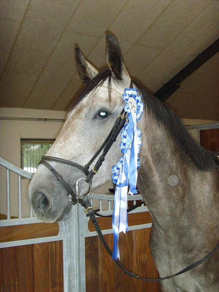 Holstener Charatu. - weekendens høst efter vores første stævne :) billede 12