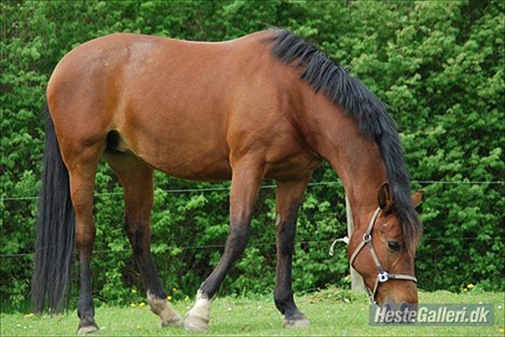 DSP Tavannah billede 10