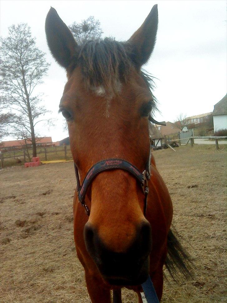 DSP Tavannah - Efter lidt longering og så klar til at blive nusset :) billede 15