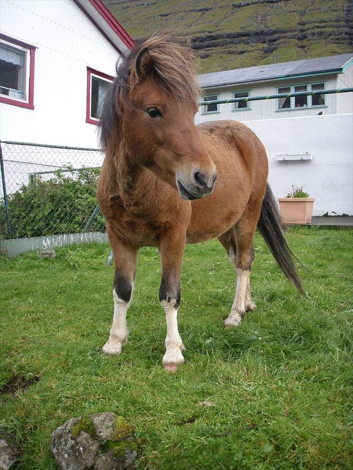 Færøsk hest Gráfaksi [Haft i pleje] - Velkommen (: | 20-09-2010 billede 1