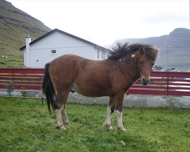 Færøsk hest Gráfaksi [Haft i pleje] - 20-09-2010 billede 2