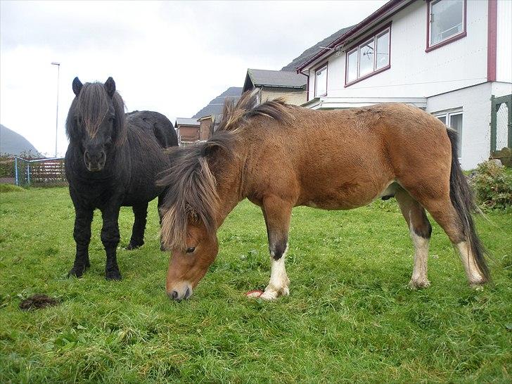 Færøsk hest Gráfaksi [Haft i pleje] - Tóki og Gráfaksi i vores have (o: | 20-09-2010 billede 3