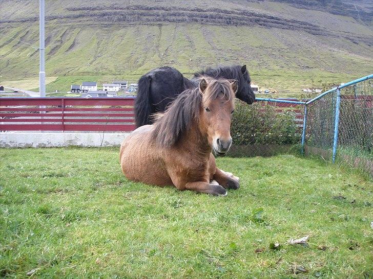 Færøsk hest Gráfaksi [Haft i pleje] - 20-09-2010 billede 4