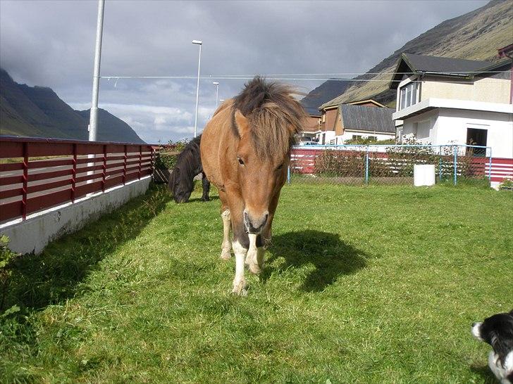 Færøsk hest Gráfaksi [Haft i pleje] - Balademager? :b | 20-09-2010 billede 6
