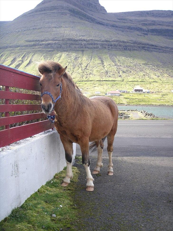 Færøsk hest Gráfaksi [Haft i pleje] - Jeg gider ikke stå bundet :( !! hehe :) | 20-09-2010 billede 7