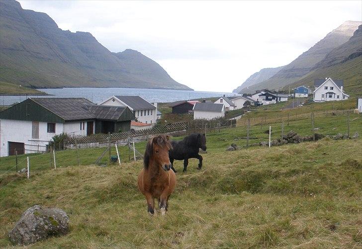 Færøsk hest Gráfaksi [Haft i pleje] - Tóki og Gráfaksi lige sat på folden med de andre heste | 20-09-2010 billede 8